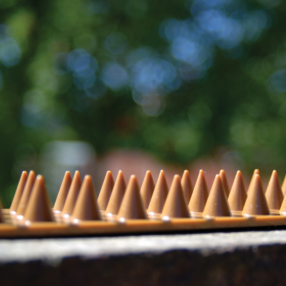 Spikey - Pack of 10