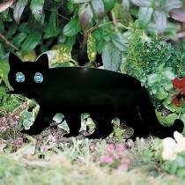 Scare Cat